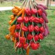 thumbnail image 5 of Gwong Decoración hogareña Pimiento de maíz de espuma de fruta artificial Ajo de ajo Foto de colgante Gwong 21042088, 5 of 7