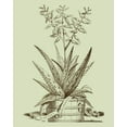 thumbnail image 2 of Munting, Abraham 12x14 White Modern Wood Framed Museum Art Print Titled - Vintage Aloe III, 2 of 4