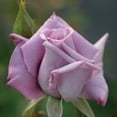 thumbnail image 2 of Heirloom Roses - Blue Skies Hardy Rose Bush, 2 of 5