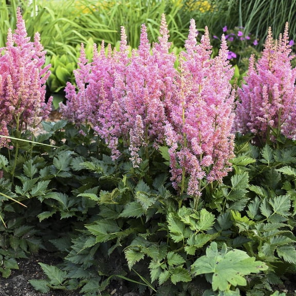 Astilbe chinensis 'Visions in Pink'–Elegant perennial–Attracts pollinators 1 Gallon