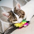 thumbnail image 3 of Recambios para juguetes con plumas de gato TIENAILING Da Bird, 8 piezas, 3 of 6
