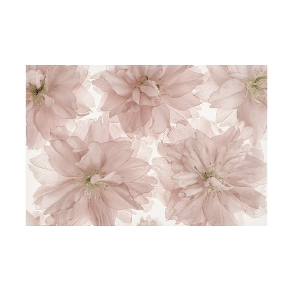 Trademark Fine Art 'Prunus Blossom' Canvas Art by Cora Niele