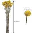 thumbnail image 1 of 40 tallos de flores secas naturales, flores de Craspedia secas, bolas de botón Billy, ramo de flores, 1 of 2