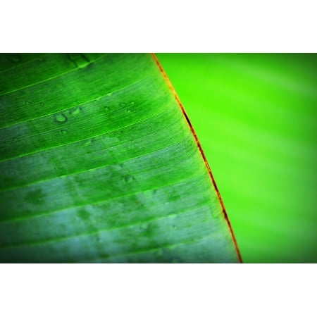 Bandana Frame - Framed Art for Your Wall Chlorophyll Detail Closeup Banana Botany Beautiful 10x13 Frame