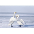 thumbnail image 2 of Goff, Ellen 24x17 White Modern Wood Framed Museum Art Print Titled - Japan-Hokkaido A pair of whooper swans celebrate loudly with each other after landing on the ice, 2 of 4