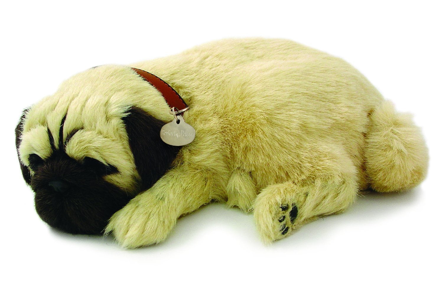 bed pug