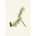 thumbnail image 3 of Mary Vaux Walcott 14x18 Black Modern Framed Museum Art Print Titled - Lyall Larch. Larix Lyallii (1925), 3 of 5