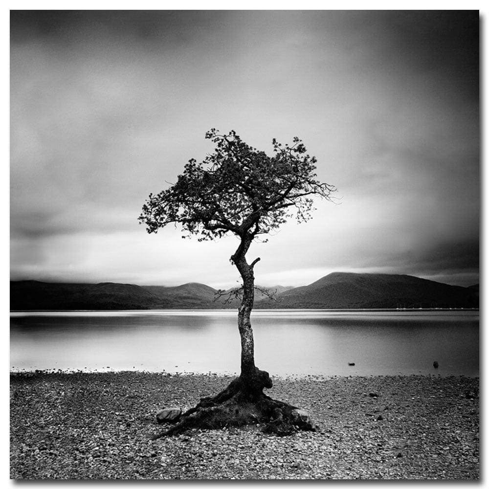 Trademark Art "Scotland, Milarrochy Tree" Canvas Art by Nina Papoirek