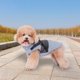 thumbnail image 2 of Para la temporada de invierno: ropa cálida y suave con bandas reflectantes; cómodos conjuntos para cachorros de razas pequeñas, medianas y grandes, 2 of 5