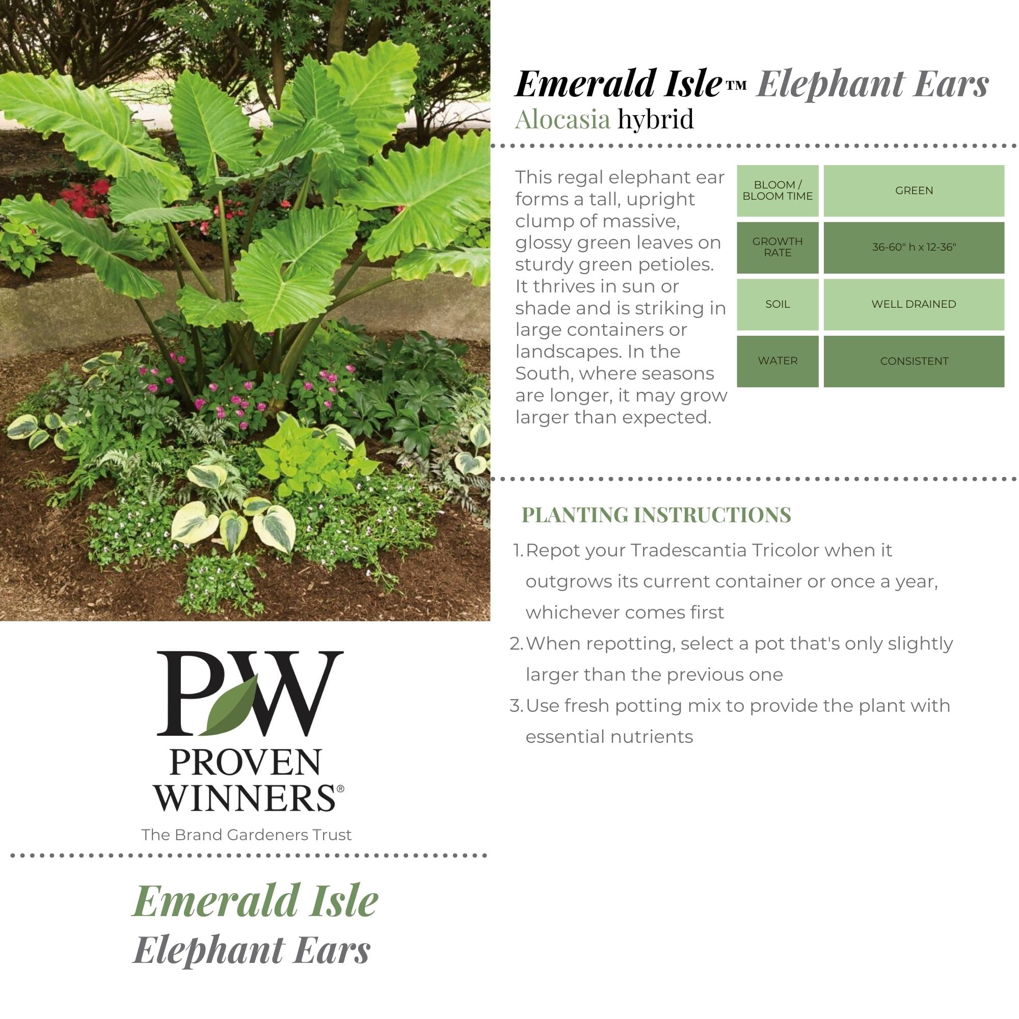 Proven Winners ColorChoice Emerald Isle Elephant Ear Live Shrub (2 Gallon)