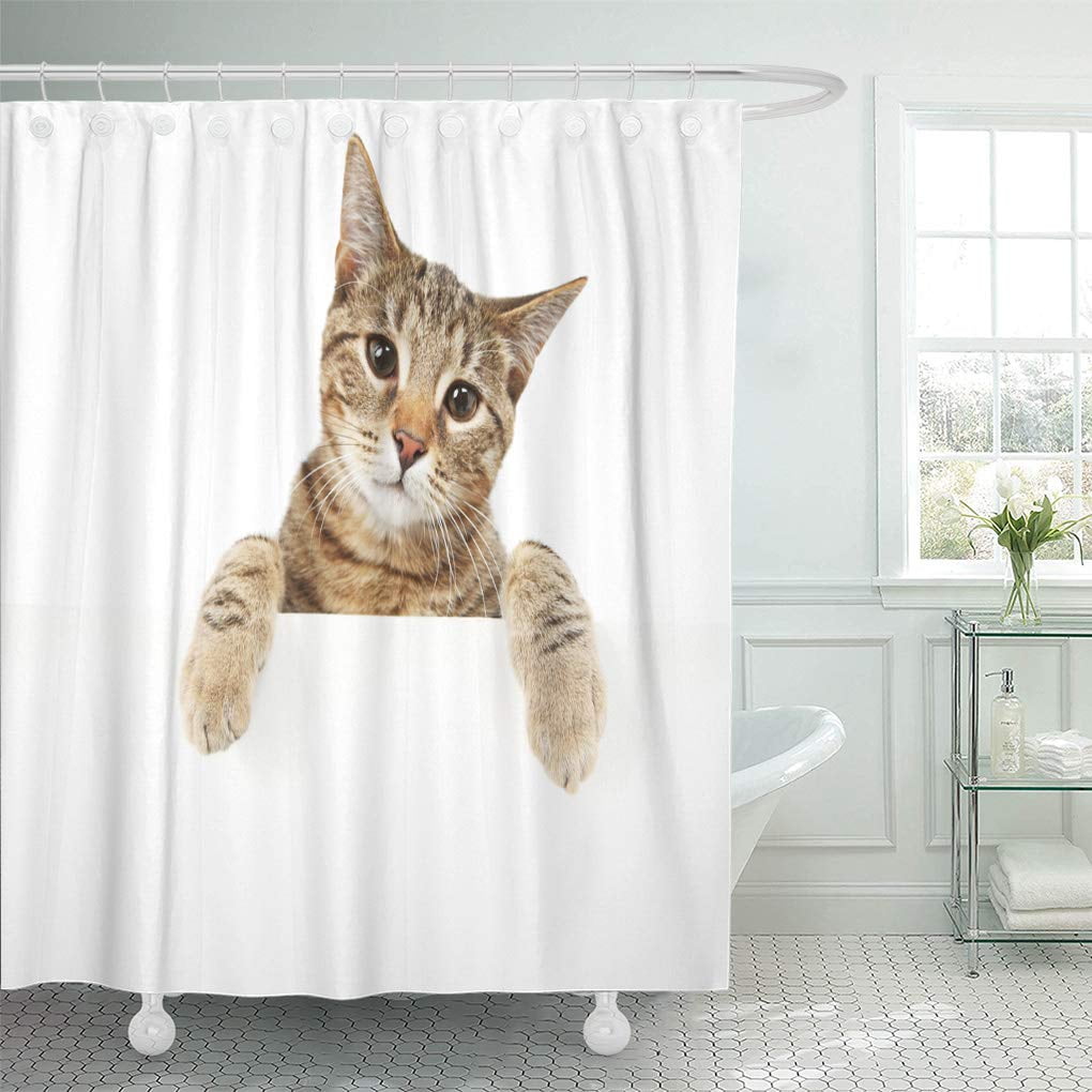 CYNLON Kitten Bengal Cat Looking Over Sign Behind Blank Bathroom Decor