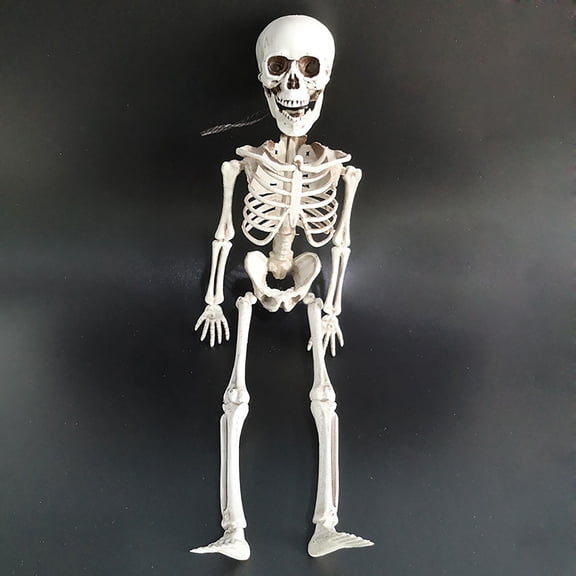 Clearance Under $4 Posable Skeleton – 40cm Full Body Halloween Prop