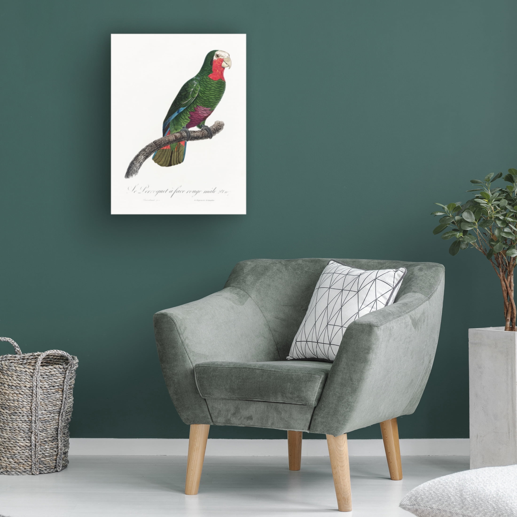 Trademark Fine Art Francois Levaillant  Levaillant Parrot V Canvas Wall Art