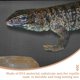 thumbnail image 3 of Reptile Carpet Lizard Turtles Snakes Reptile Pad Reptile Mat Pet Carpet Bedding, 3 of 3