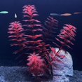 thumbnail image 1 of Fish Tank Simulation of Aquatic Plants, 1 of 1