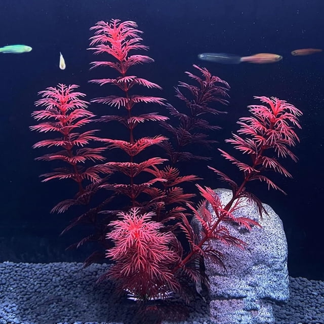 Fish Tank Simulation of Aquatic Plants