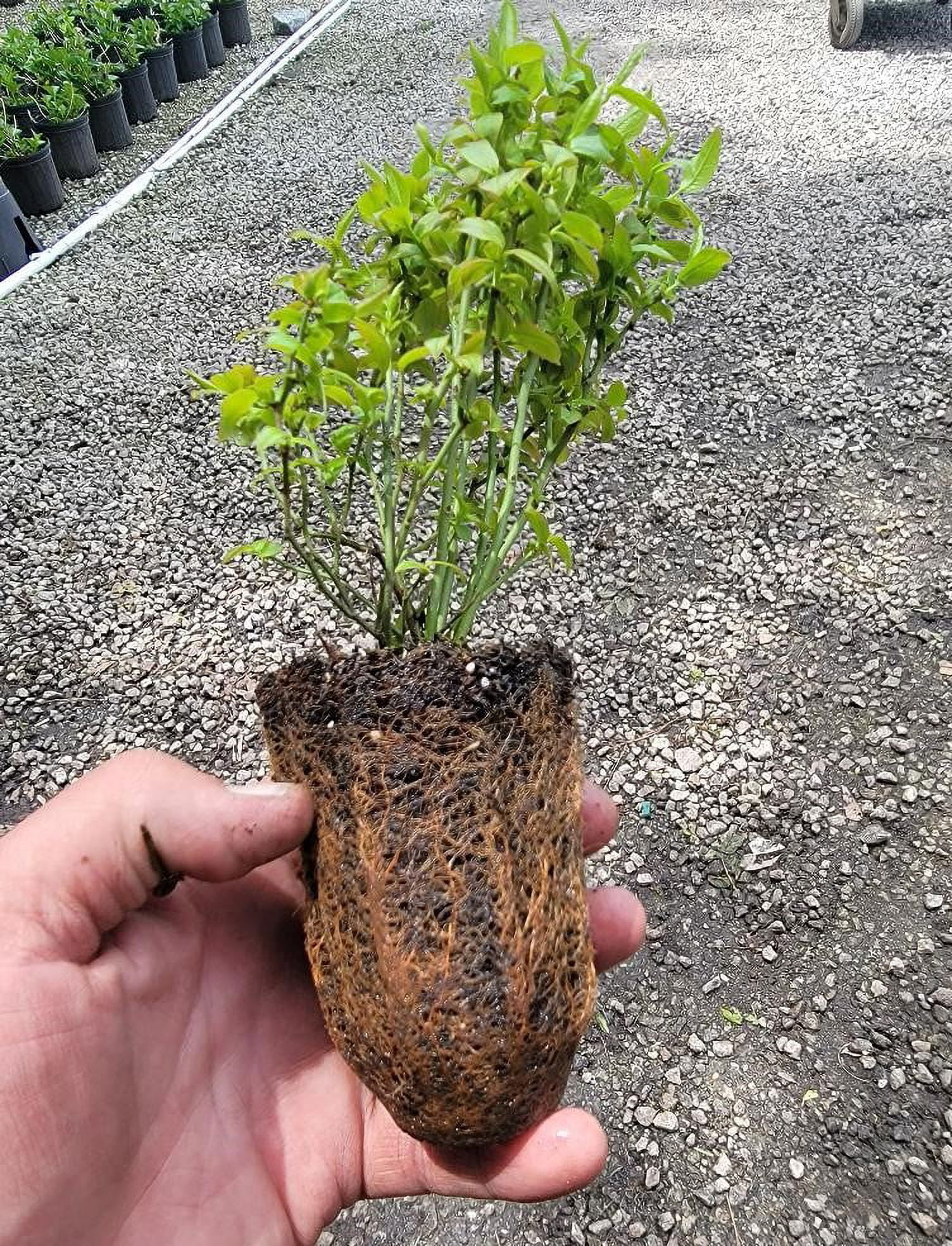 ( 1 ) - Top Hat Dwarf Blueberry - Starter Plant ( 8m ) ( 1 Live Plant )