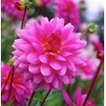 thumbnail image 1 of Dahlia Rosella décoratif, 1 of 1