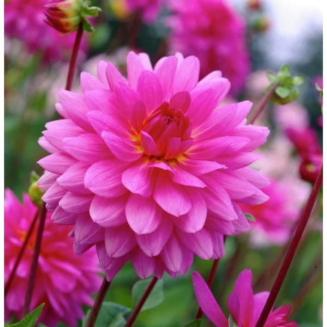Dahlia Rosella décoratif