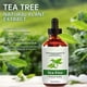 thumbnail image 2 of PURE Tea Tree Essential Oil | 100% Pure and Natural Tea Tree Oil 100ml, 2 of 5