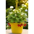 thumbnail image 5 of Austin Planter 12 Inch Hanging Flower Pot Yellow Colored Polypropylene Single Made in USA, 5 of 5