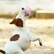 thumbnail image 5 of Juguete Smart Rolling Dog - Juguete interactivo para mascotas con modos de scroll aleatorio y rebote loco, material ABS, resistente al agua IP54, carga tipo C, batería de 3 horas, 5 of 8