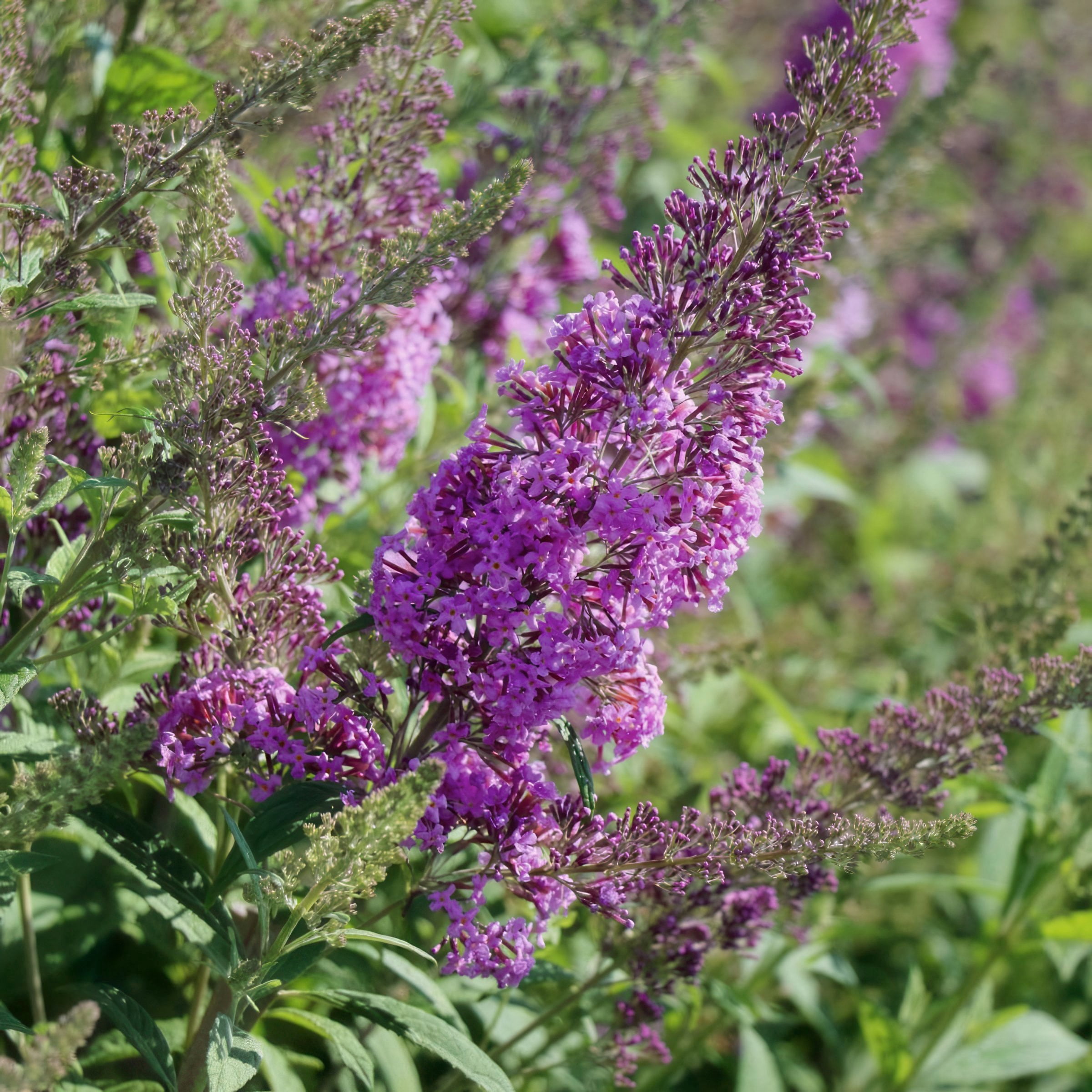 National Plant Network 3.25 in. Buddleia Nanho Purple (4-Pack)