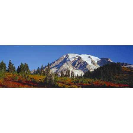 Mt Rainier and Fall color in the foliage from Paradise Mt Rainier National Park WA Poster