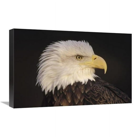 16 x 24 in. Bald Eagle Portrait, North America Art Print - Gerry Ellis