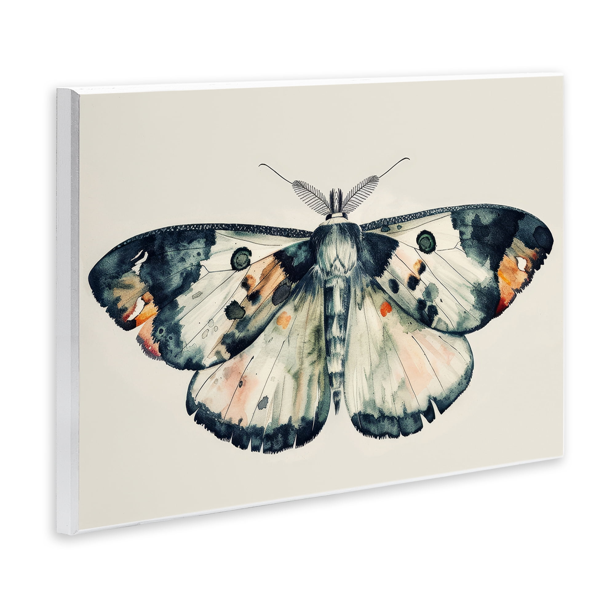 Stupell Industries Watercolor Black Trimmed Moth Animals Painting Unframed Art Print Wall Art, 15 x 10