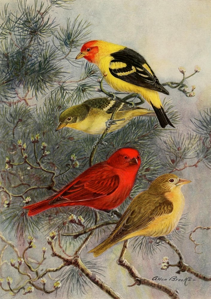 Birds Of California