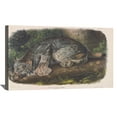 thumbnail image 1 of John James Audubon Painting Canada Lynx. By Audubon Canvas Art Birds Framed Wall Art, 1 of 7