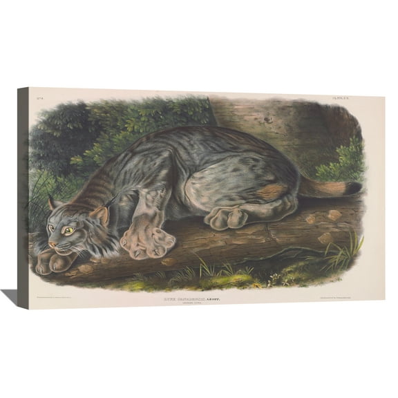 John James Audubon Painting Canada Lynx. By Audubon Canvas Art Birds Framed Wall Art