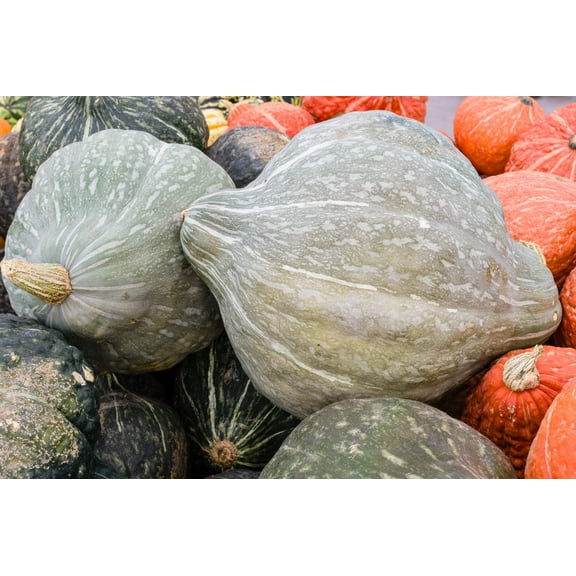 30 Seeds BLUE HUBBARD SQUASH New England Buttercup Cucurbita Pepo Vegetable Seeds