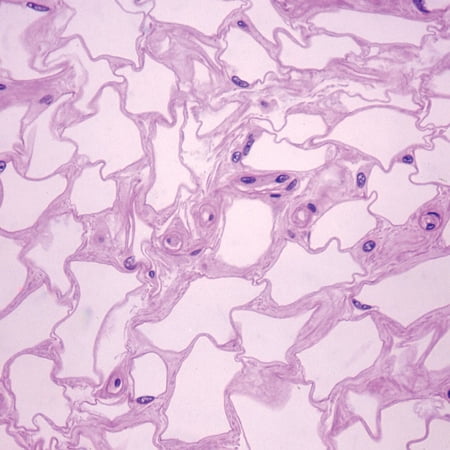 Mammal Adipose Tissue Slide  Sec.  10 M  H&E price history on PriceWatchPro