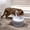 white, variant on Cat Dog Automatic Water Dispenser, Led Light Pet Water Fountain, Pet Drinking Bowl With Circulation System, Cat And Dog Waterer For Home Use, Pet Feeding Supplies