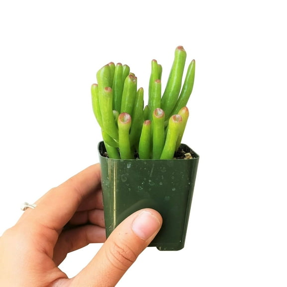 Gollum Jade Crassula (2"  Plastic Pot) - Jade Plant - Lucky Plant - Money Plant - Live, Tiny, Easy to Care Succulents for Home Office