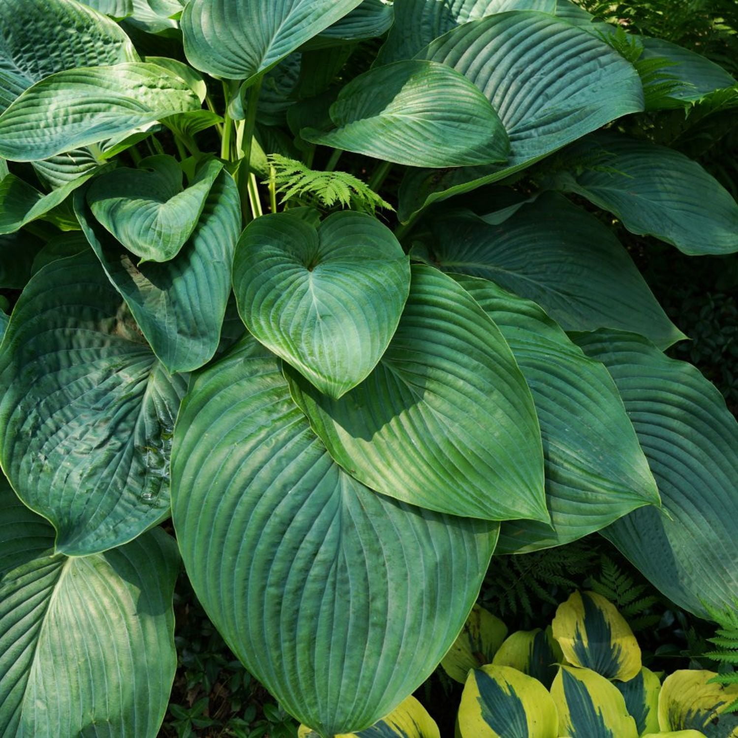 Proven Winners 6" Shadowland 'Empress Wu' Hosta Live Plant in 6.5" Pot