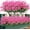 Pink, variant on Artificial Outdoor Flowers, 8 Bundles Fake UV Resistant Foliage Greenery Faux Plants Shrubs Plastic Bushes for Indoor Outside Hanging Planter Wedding Farmhouse Decor (Pink)