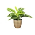 thumbnail image 2 of Live Lemon Lime Prayer Plant - 4" Decorative Holiday Pot, 2 of 5