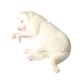 thumbnail image 2 of Escultura de perro realista, estatua de perro, modelo, adorno, regalos, animales, figura de acción, perro mascota, figuras modelo, juguetes en miniatura para niños, 2 of 8