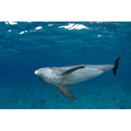 Bottlenose dolphin Cozumel Mexico Poster Print by VWPicsStocktrek