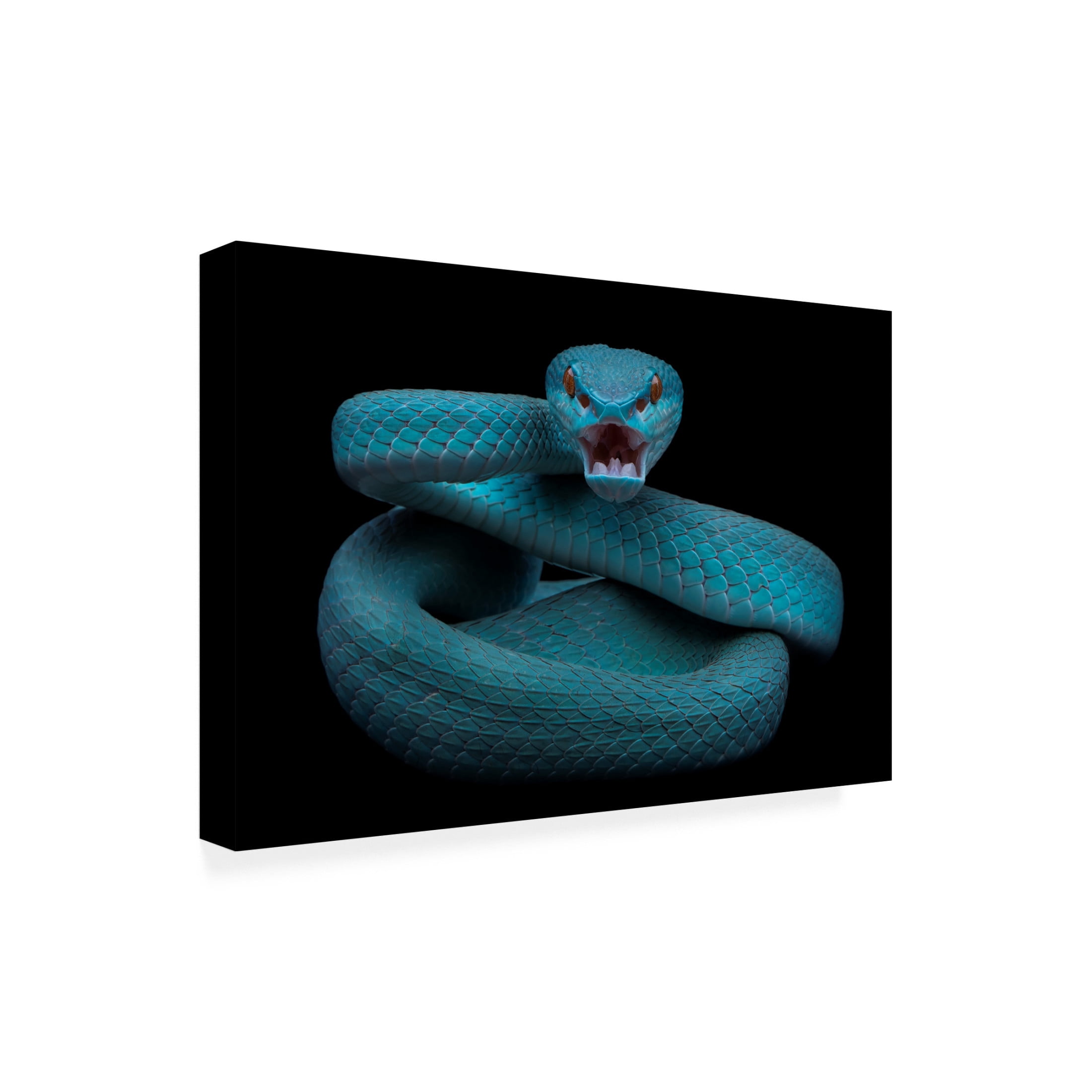 Trademark Fine Art Tantoyensen Angry Canvas Wall Art