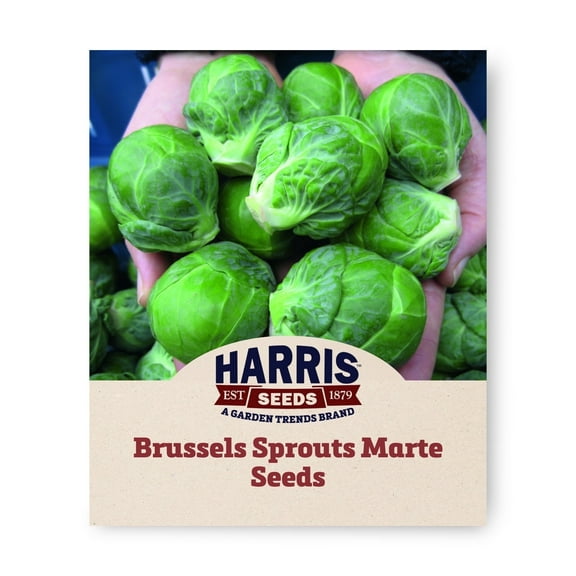 Brussels Seeds - Sprouts Marte Variety Brussels Seeds - Non-GMO - 50 Seeds