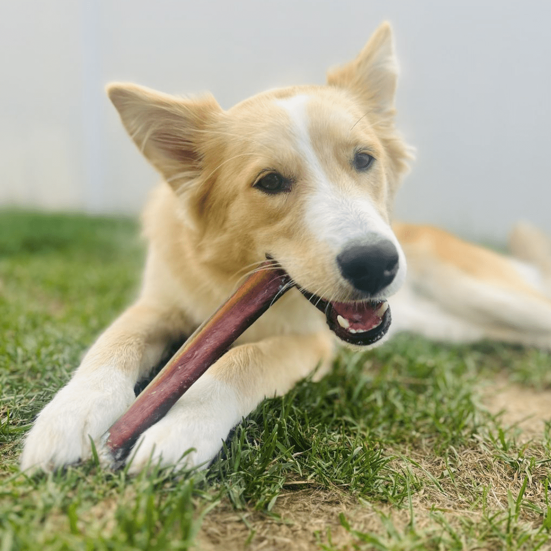 Bully Bunches Premium 12 Inch Jumbo Bully Stick - 10 Pack