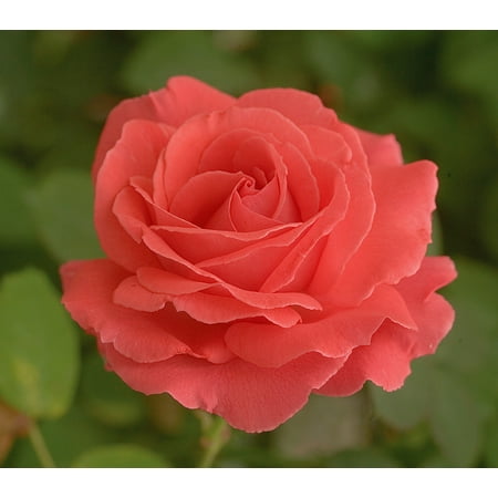 Climbing America Rose - Clover Scented - Coral Pink  - 4