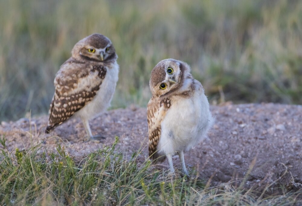 USA, Wyoming, Sublette County. Two young Burrowing owls stand at the