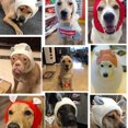 thumbnail image 5 of Pet Ear Muffs Winter Dog Ear Protection Warm Pet Head Wrap Dog Snood, 5 of 5