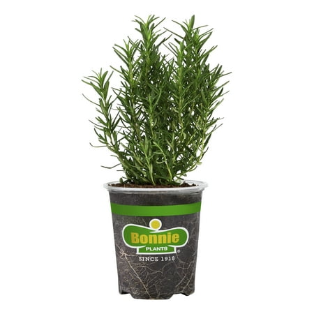 Bonnie Plants Rosemary 19.3 oz.