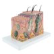 thumbnail image 1 of 35: 1 Modelo De Piel Humana Bloque Anatomía Biología s De Enseñanza Médicas, De Duración Sunnimix Bloque de tejido de piel humana, 1 of 7